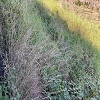 Plants: image4 18 Of 24 Thumb